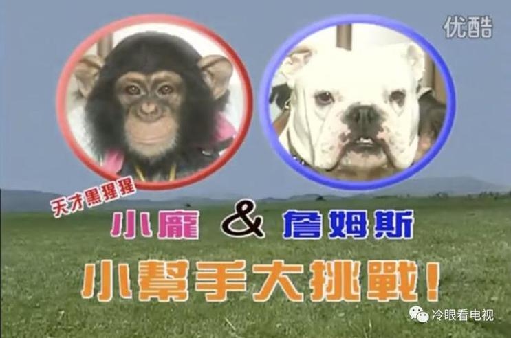 《猩猩狗狗大冒险》：动物秀出人性，黑猩猩小庞与斗牛犬詹姆斯的默契有多好？